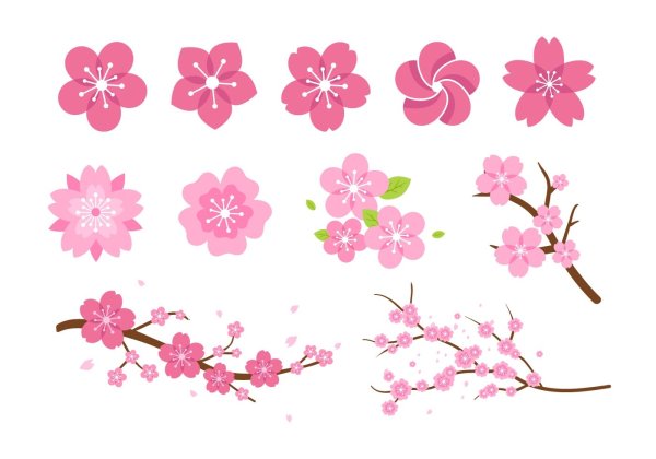 Цветы Сакуры Геншин