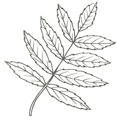 Контур листьев рябины