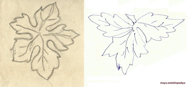 Виноградный лист трафарет