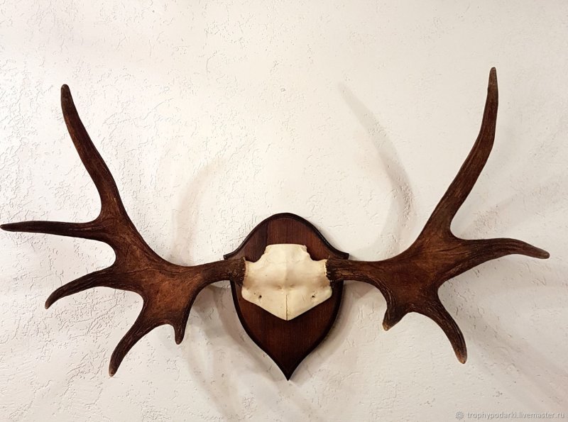 Рога оленя на стену