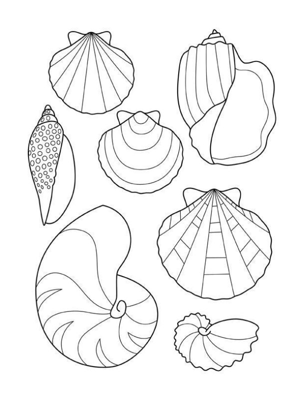 Ракушка раскраска для детей