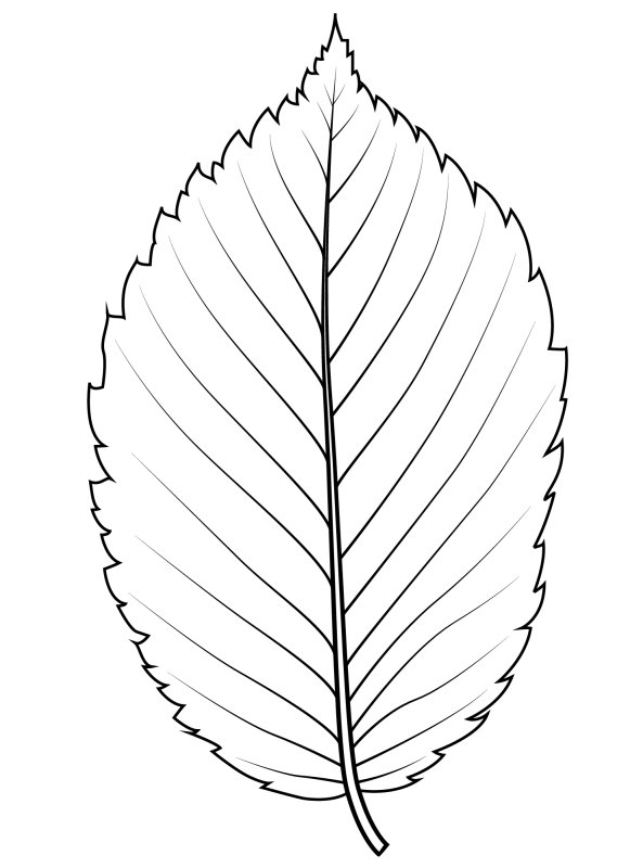 Лист вяза рисунок