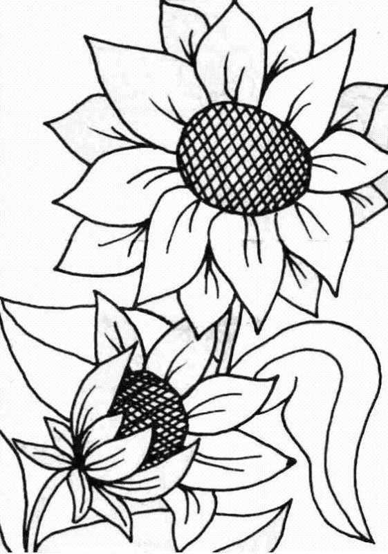 Кинусайга Подсолнухи