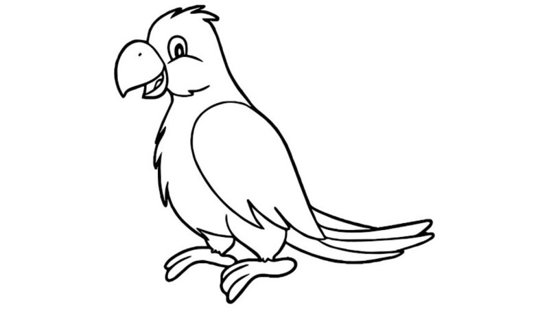 Попугай контур