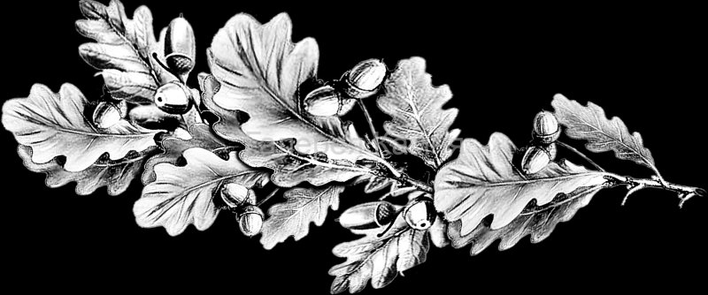 Дубовая ветвь для гравировки