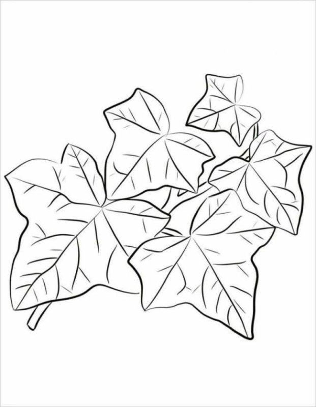 Листья рисунок