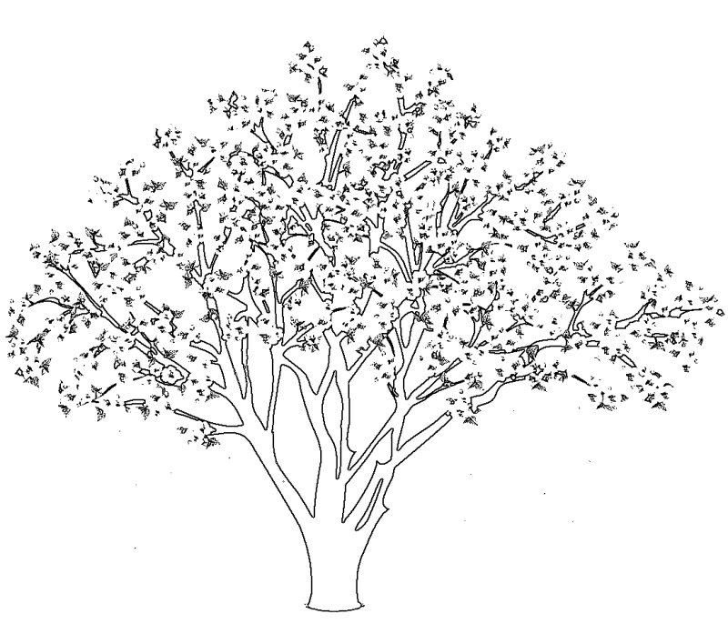 Черемуха дерево