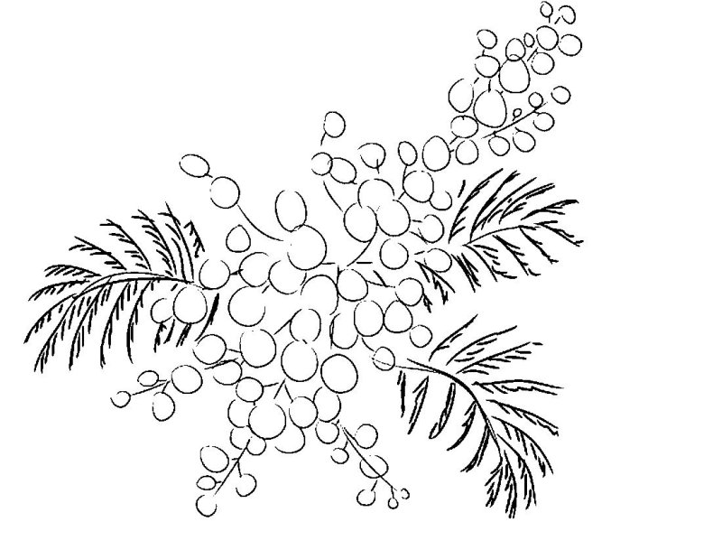 Мимоза раскраска для детей