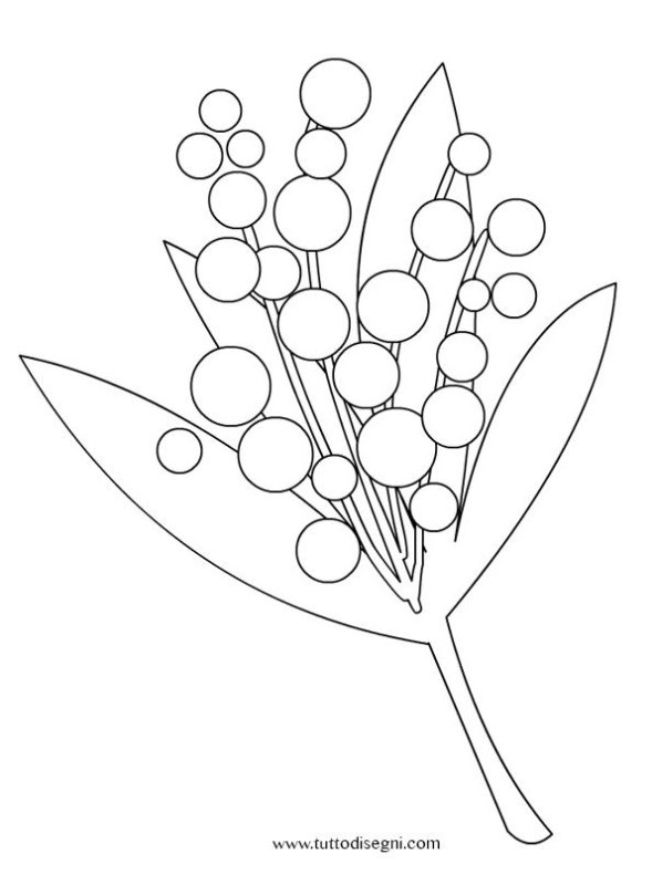 Ветка мимозы раскраска для детей