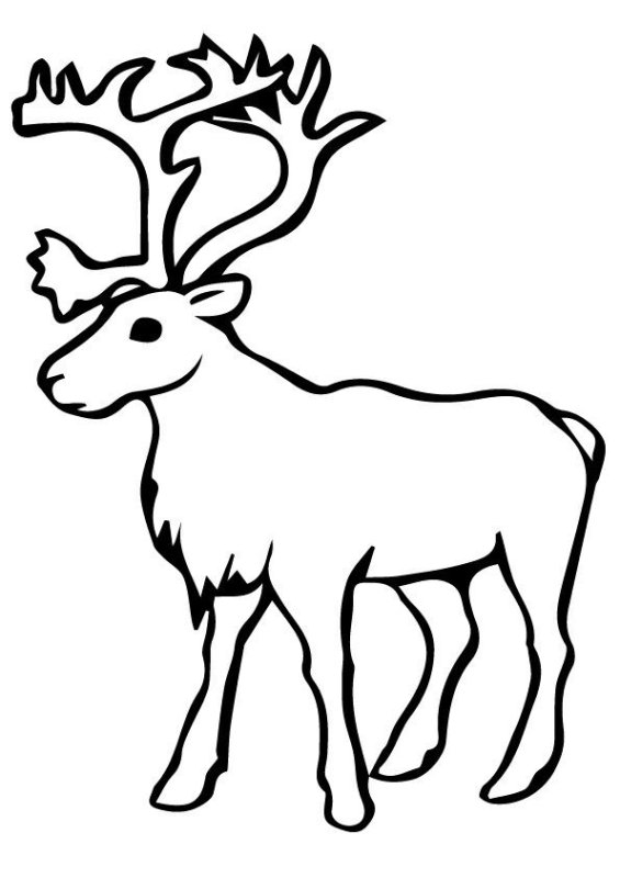 Олень раскраска для детей