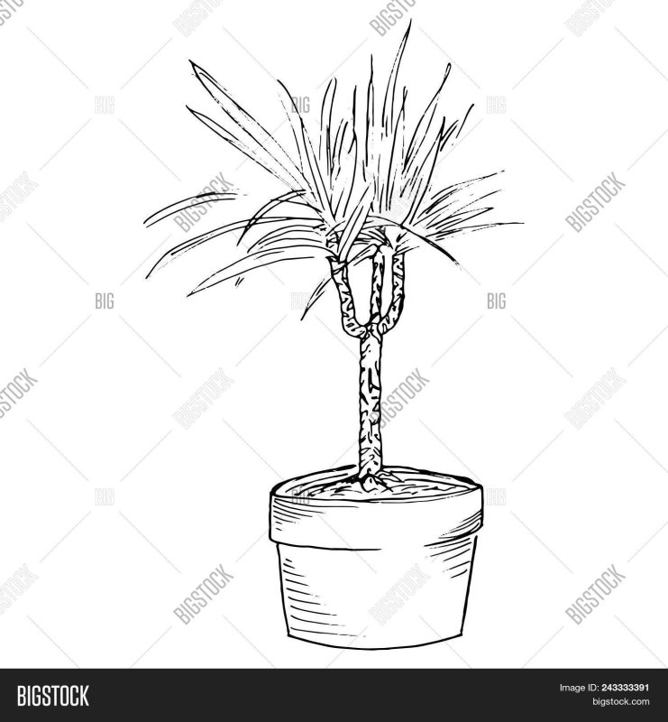 Драцена нарисовать