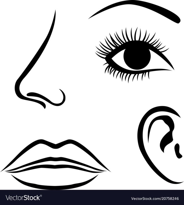 Нос схематично