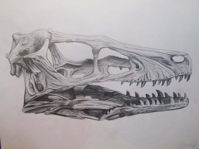 Череп дракона рисунок