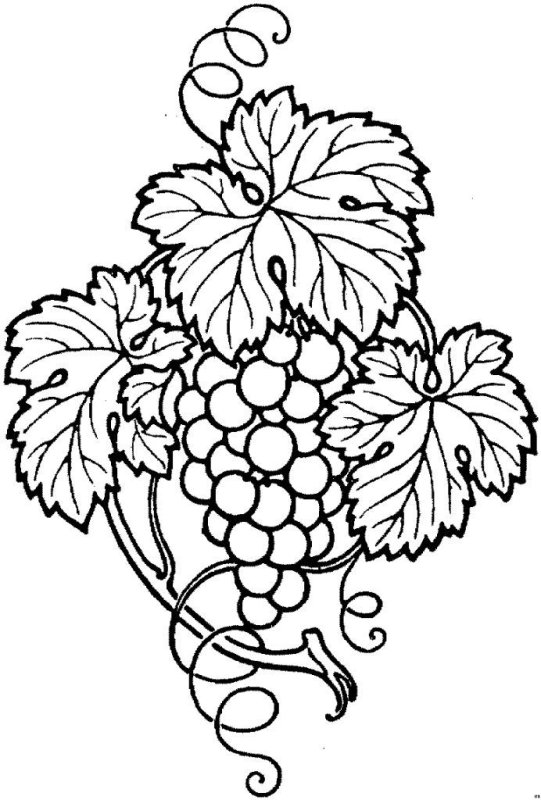 Виноградная лоза орнамент