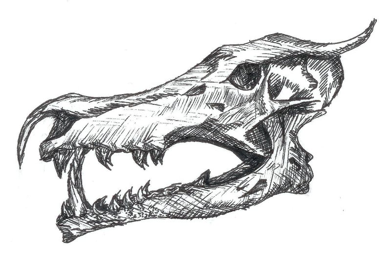 Череп дракона анатомия
