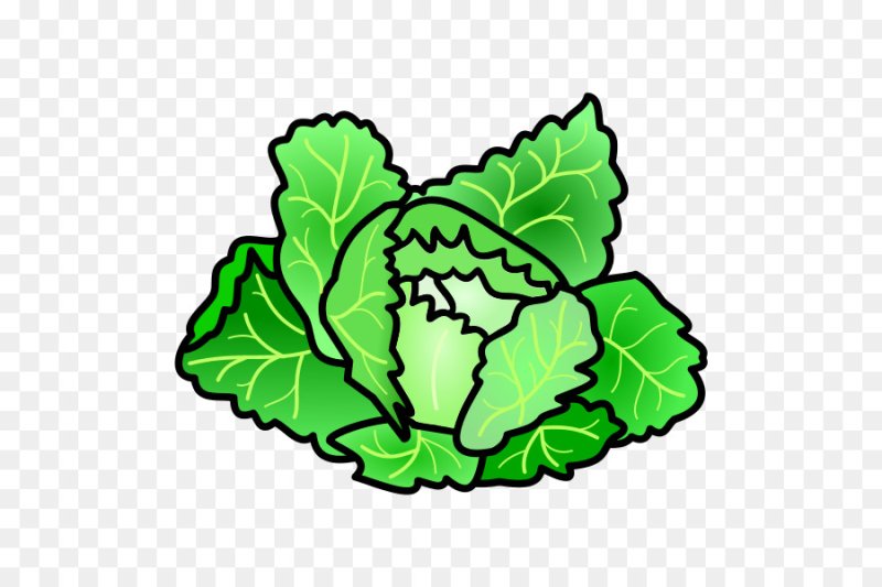 Лист капусты нарисовать