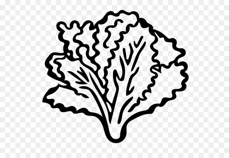 Салат раскраска для детей