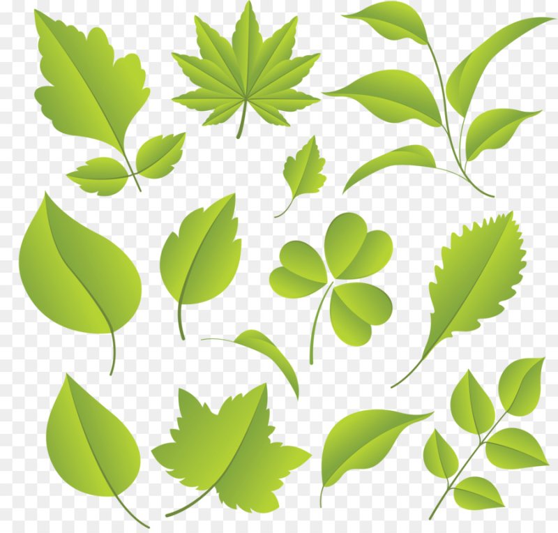 Лист дерева на белом фоне