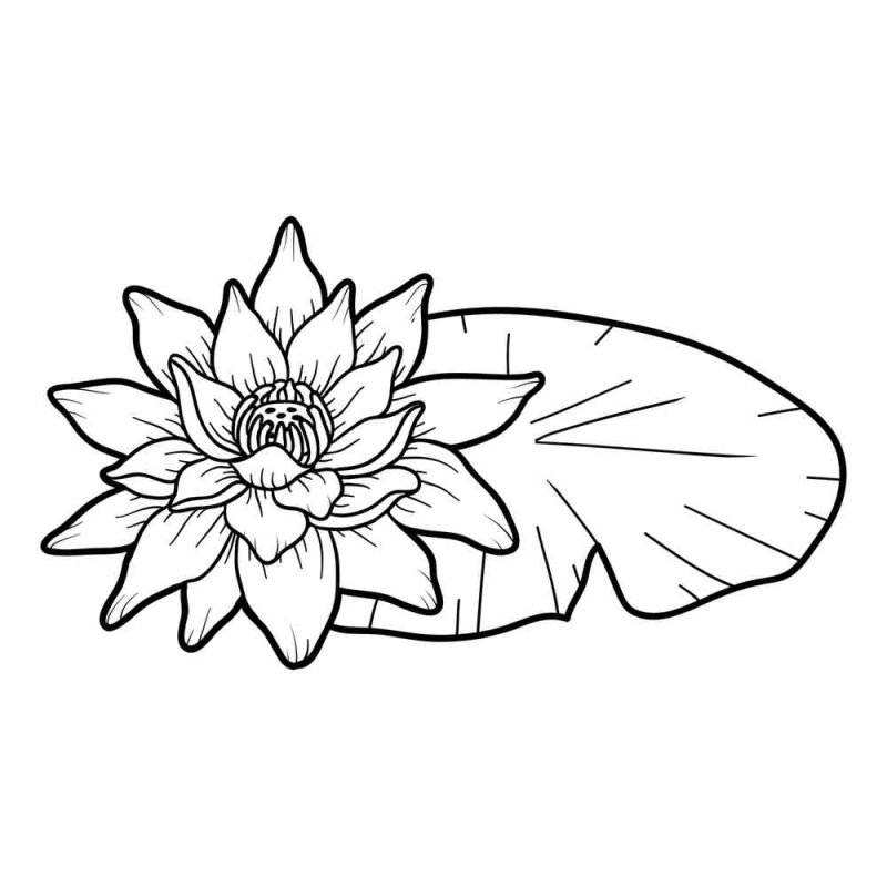 Раскраска Лотос цветок