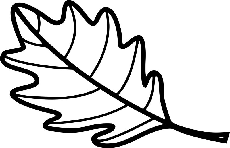 Лист дуба раскраска