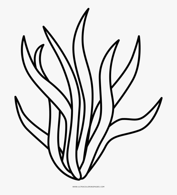 Водоросли раскраска