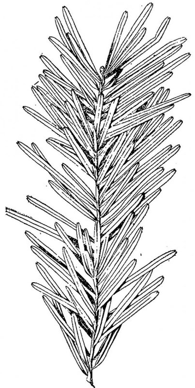 Пихта Сибирская хвоя