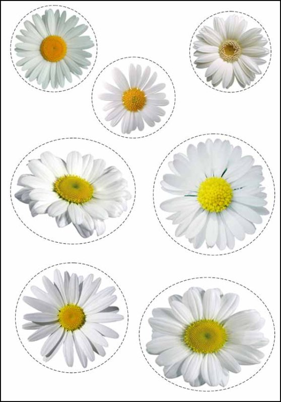 Цветы ромашки для вырезания цветные