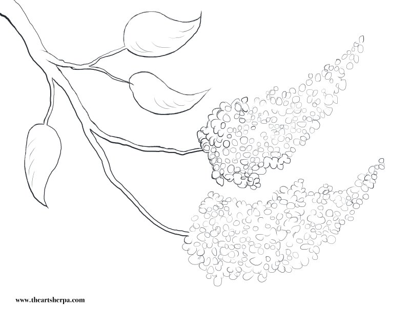 Сирень шаблон для рисования