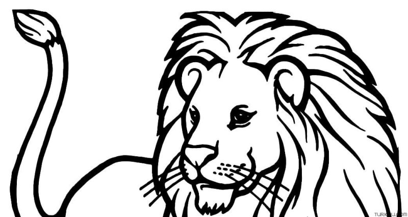 Тигр. Раскраска