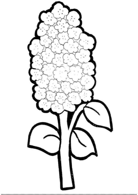 Ветка сирени раскраска