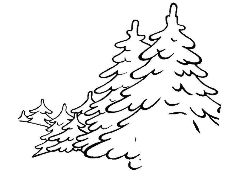 Ель раскраска