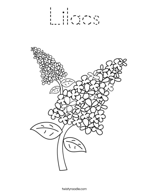 Веточка сирени раскраска