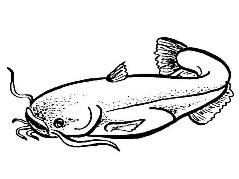 Рыба раскраска