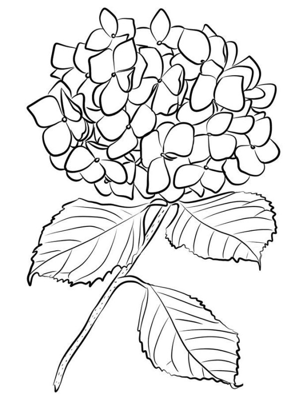 Гортензия метельчатая рисунок карандашом