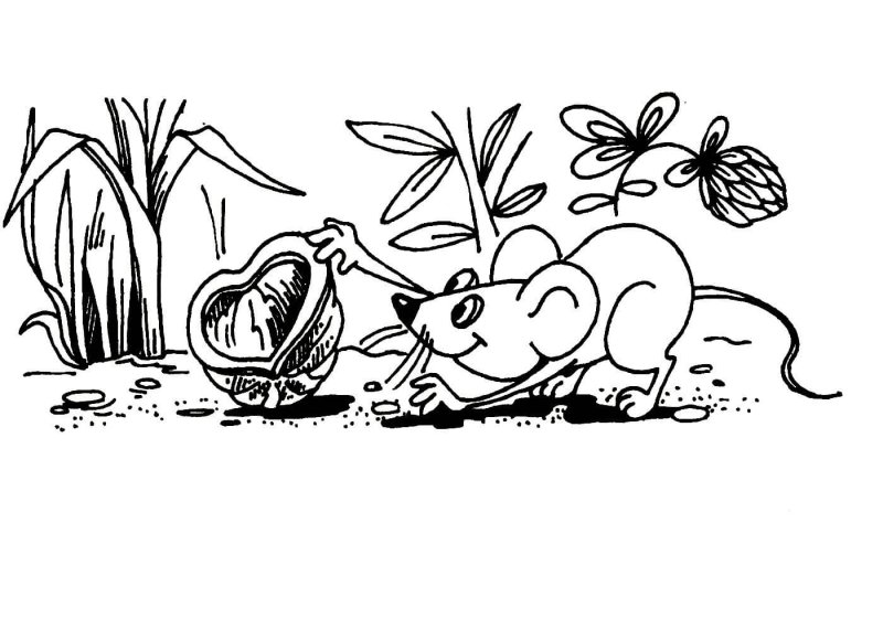 Цыпленок и утенок раскраска Сутеева