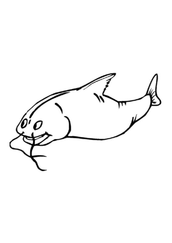 Раскраска рыба сом