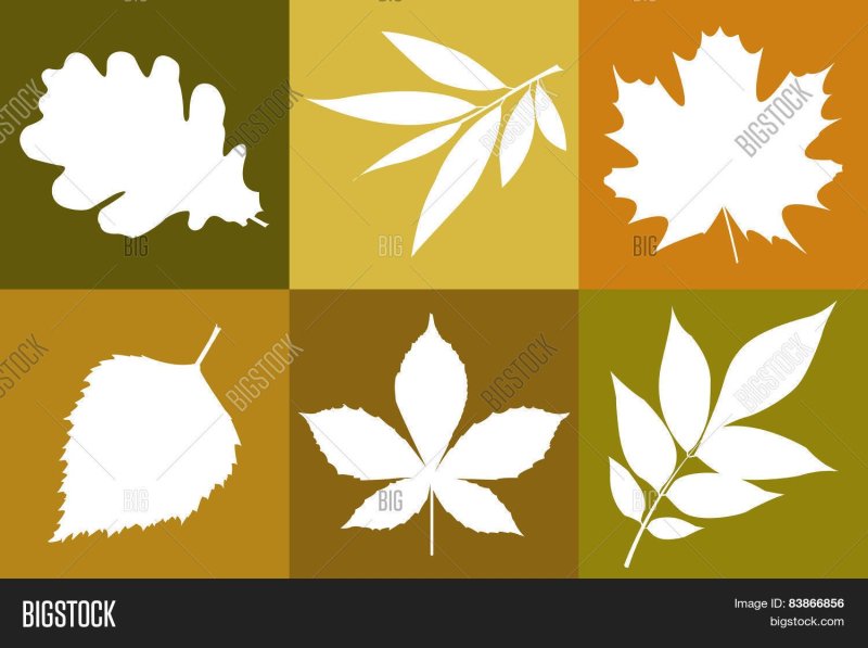 Трафарет листик каштана