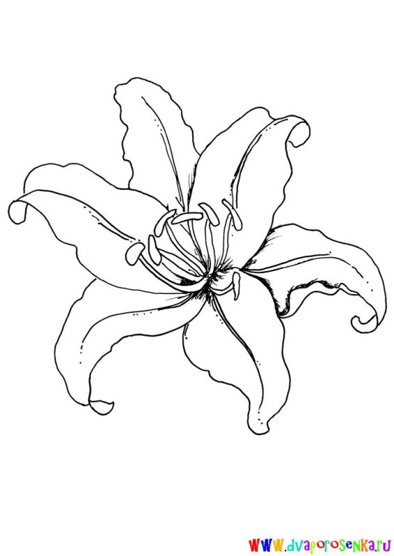 Цветок контур
