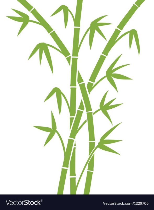Бамбук узор