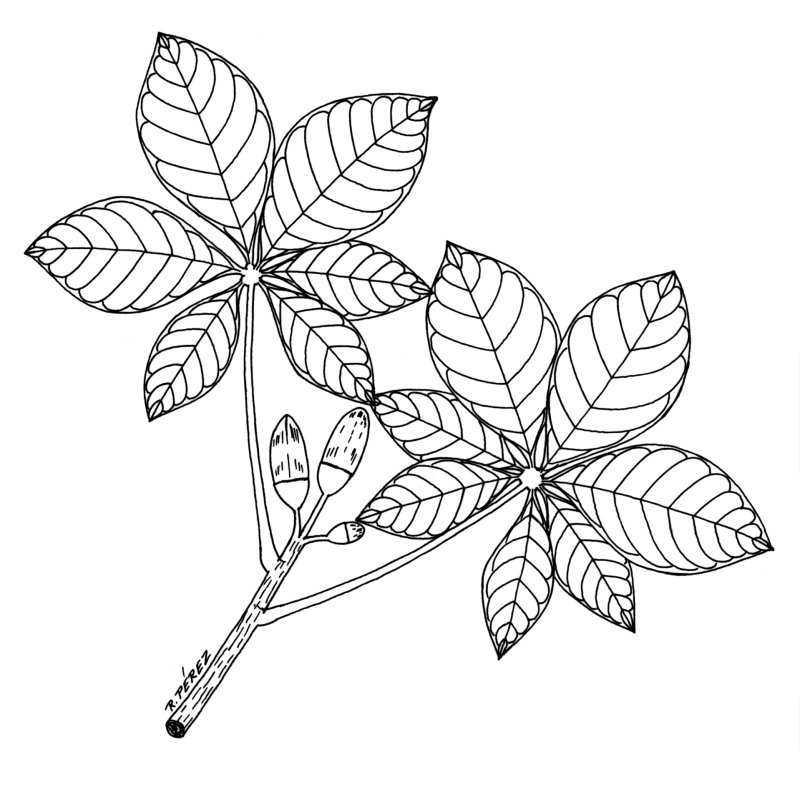 Каштановый лист раскраска