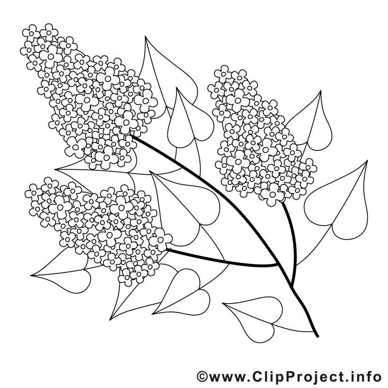 Раскраска цветы сирень