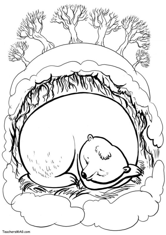 Медведь в берлоге раскраска