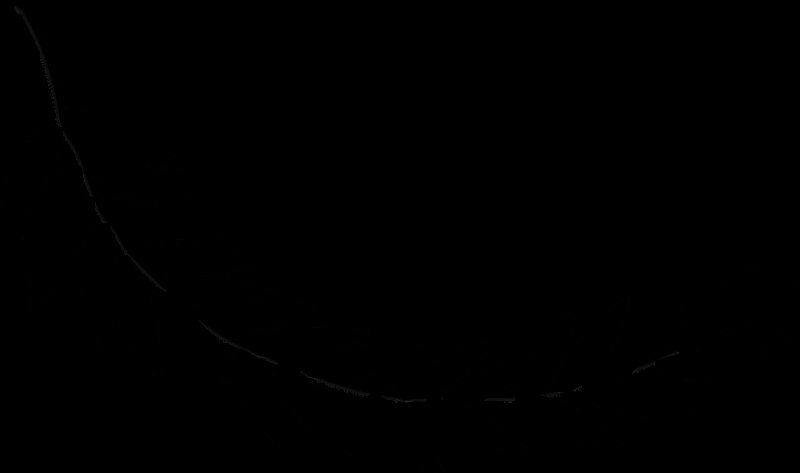 Ветка с листьями