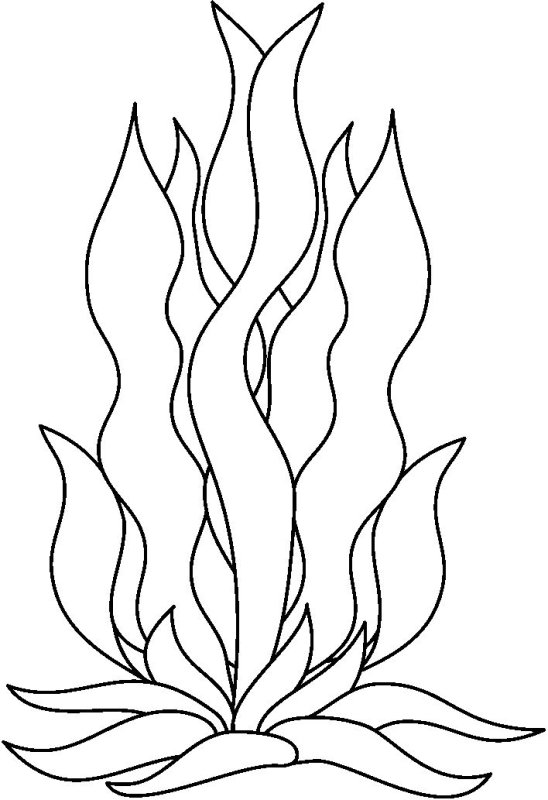 Водоросли раскраска