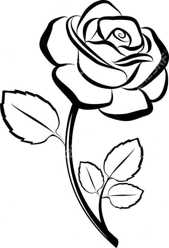 Роза контурный рисунок