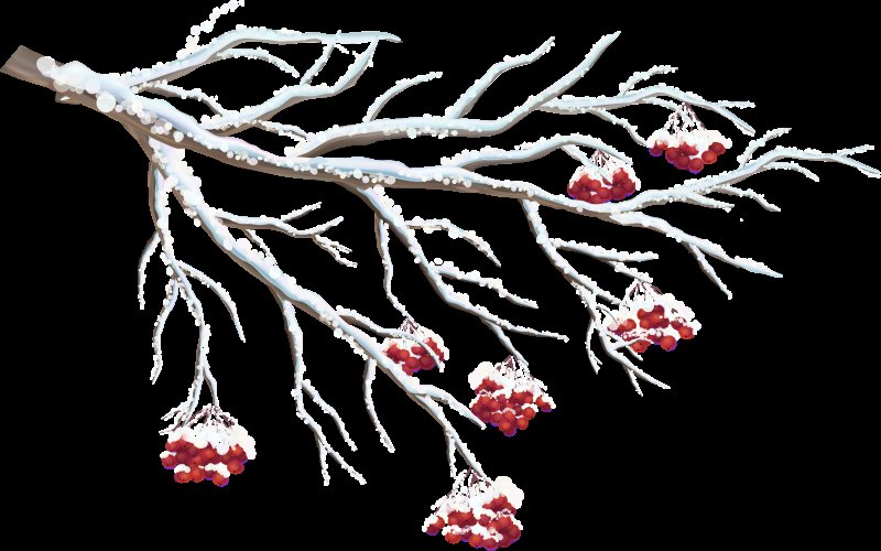 Ветка на прозрачном фоне