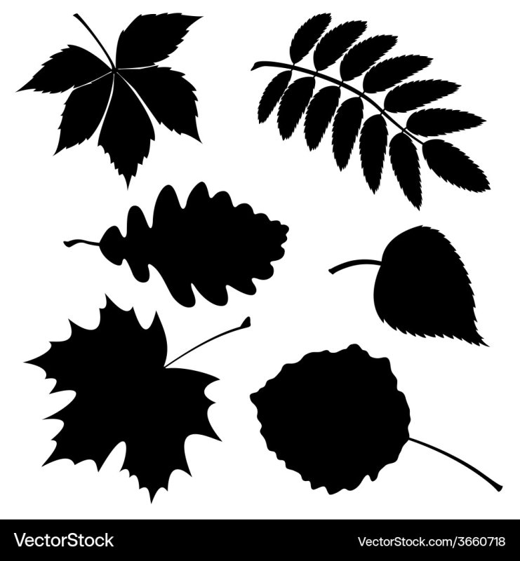 Силуэт листьев