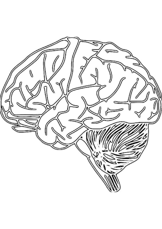 Мозг раскраска