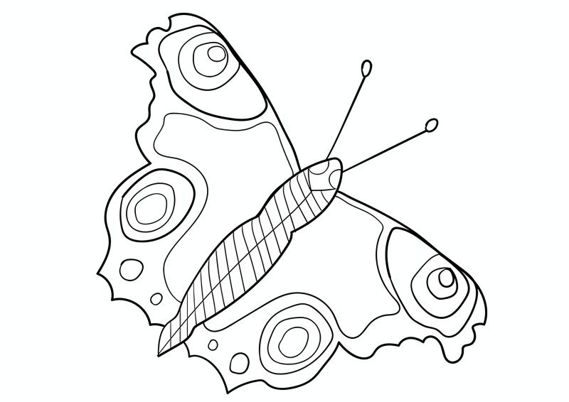 Бабочка павлиний глаз раскрас