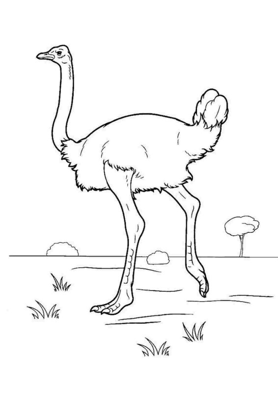 Страусенок раскраска